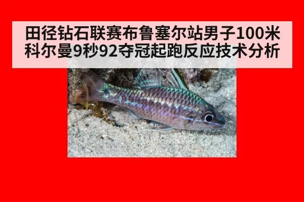 田径钻石联赛布鲁塞尔站男子100米科尔曼9秒92夺冠起跑反应技术分析